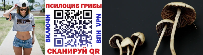 Купить где Малмыж Псилоцибиновые грибы Cubensis